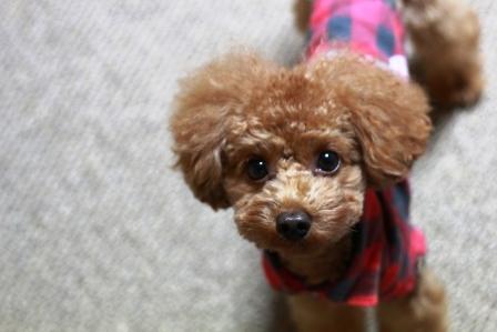寒い日が続きますね。皆さんお元気ですか？こちらは年末からの雪が溶けず、お散歩にも行けなくてみんなウズウズしております。そら君も今は6匹の娘のパパです。お顔はお子ちゃまのままですが。。。ビオラもとっても元気で、相変わらず1.2キロのままとっても可愛く、我が家の姫として君臨しています。