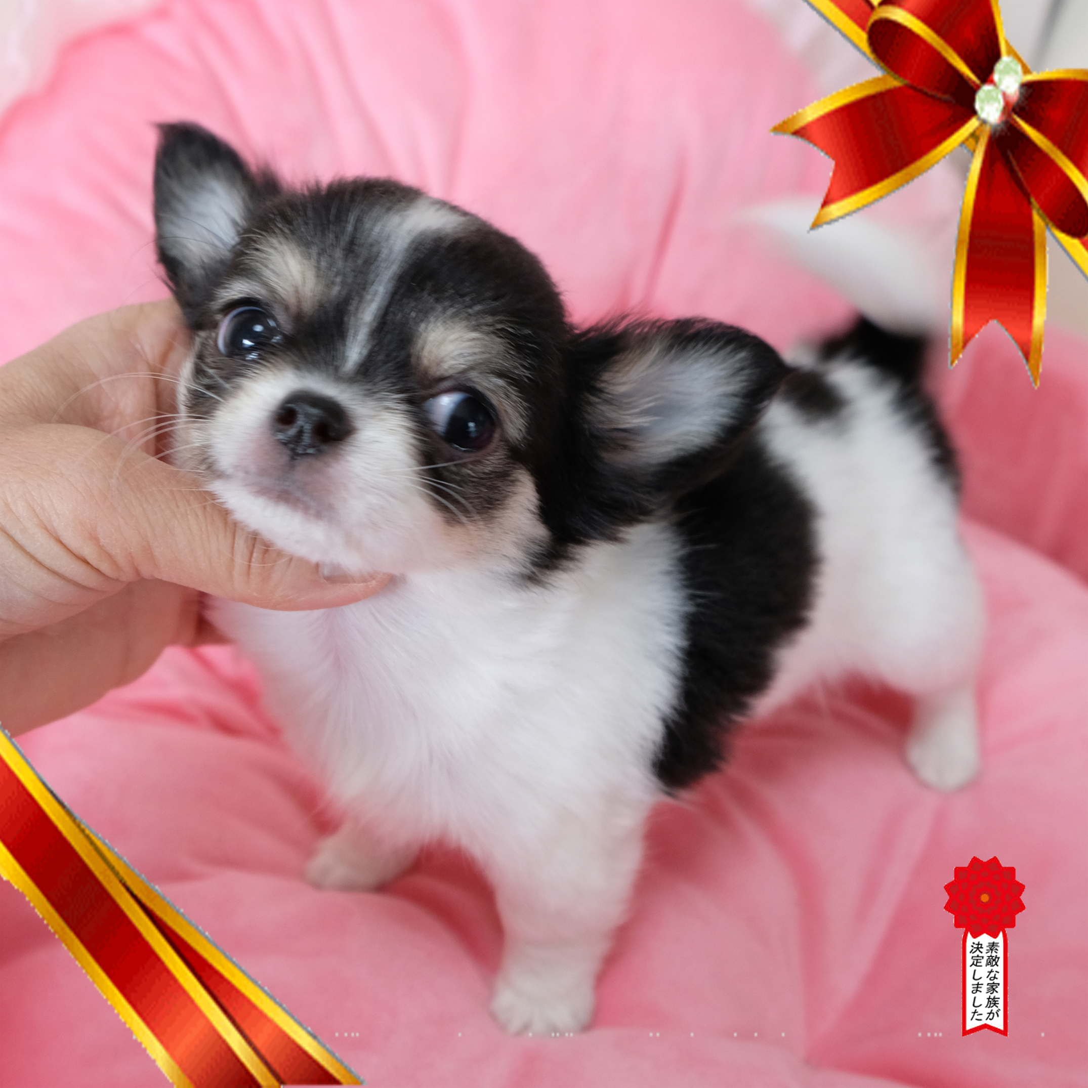 ロングコートチワワ（9/19生まれの女の子） – りとるほっぷ